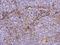 Integrin Subunit Alpha 2b antibody, MBS835505, MyBioSource, Immunohistochemistry frozen image 