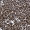 Zinc Finger Protein Like 1 antibody, NBP1-85347, Novus Biologicals, Immunohistochemistry frozen image 