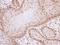 Baculoviral IAP Repeat Containing 7 antibody, LS-C186348, Lifespan Biosciences, Immunohistochemistry frozen image 