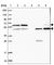 Rho GDP Dissociation Inhibitor Alpha antibody, HPA049290, Atlas Antibodies, Western Blot image 