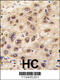 G Protein Nucleolar 3 antibody, 57-452, ProSci, Immunohistochemistry paraffin image 