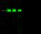 Prolyl 4-Hydroxylase Subunit Beta antibody, 10827-RP02, Sino Biological, Western Blot image 
