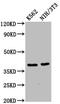 Zinc Finger Protein 367 antibody, CSB-PA026703LA01HU, Cusabio, Western Blot image 