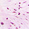 SPT3 Homolog, SAGA And STAGA Complex Component antibody, GTX56121, GeneTex, Immunohistochemistry paraffin image 