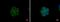 Mechanistic Target Of Rapamycin Kinase antibody, PA5-34663, Invitrogen Antibodies, Immunofluorescence image 