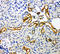 NADPH Oxidase 4 antibody, LS-C313066, Lifespan Biosciences, Immunohistochemistry frozen image 