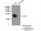 Glutathione Peroxidase 8 (Putative) antibody, 16846-1-AP, Proteintech Group, Immunoprecipitation image 