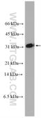 Transmembrane And Ubiquitin Like Domain Containing 2 antibody, 28044-1-AP, Proteintech Group, Western Blot image 