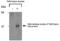 Tet Repressor antibody, ALX-210-559-R100, Enzo Life Sciences, Western Blot image 