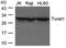 Twist Family BHLH Transcription Factor 1 antibody, PA5-49688, Invitrogen Antibodies, Western Blot image 