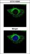 Protein Disulfide Isomerase Family A Member 4 antibody, GTX115263, GeneTex, Immunofluorescence image 