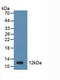 HP1A antibody, LS-C372662, Lifespan Biosciences, Western Blot image 