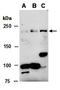 Tet Methylcytosine Dioxygenase 1 antibody, orb67232, Biorbyt, Western Blot image 