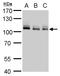 Minichromosome Maintenance Complex Component 4 antibody, GTX109740, GeneTex, Western Blot image 