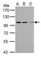 Tripartite Motif Containing 37 antibody, PA5-21737, Invitrogen Antibodies, Western Blot image 