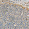 Cytochrome P450 Family 1 Subfamily A Member 1 antibody, A2159, ABclonal Technology, Immunohistochemistry paraffin image 