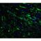 Serine/threonine-protein kinase PINK1, mitochondrial antibody, LS-B12148, Lifespan Biosciences, Immunofluorescence image 