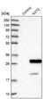 Nuclear Transport Factor 2 Like Export Factor 2 antibody, NBP1-80964, Novus Biologicals, Western Blot image 