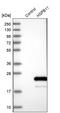 Heat Shock Protein Family B (Small) Member 11 antibody, PA5-56362, Invitrogen Antibodies, Western Blot image 