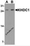 KH Domain Containing 1 antibody, 7423, ProSci, Western Blot image 