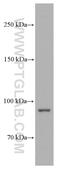 Glycogen Phosphorylase L antibody, 66769-1-Ig, Proteintech Group, Western Blot image 