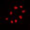 Cell Division Cycle 25C antibody, orb216053, Biorbyt, Immunofluorescence image 