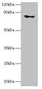 Enoyl-CoA Hydratase And 3-Hydroxyacyl CoA Dehydrogenase antibody, CSB-PA600104LA01HU, Cusabio, Western Blot image 