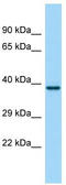 Prostaglandin F Receptor antibody, TA338356, Origene, Western Blot image 
