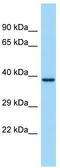 PGF2-alpha receptor antibody, TA338356, Origene, Western Blot image 