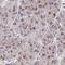 RNA Binding Motif Protein X-Linked antibody, HPA057707, Atlas Antibodies, Immunohistochemistry frozen image 