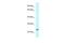 Rho-related GTP-binding protein Rho6 antibody, PA5-70537, Invitrogen Antibodies, Western Blot image 