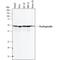 Proteasome 26S Subunit, Non-ATPase 4 antibody, AF8036, R&D Systems, Western Blot image 