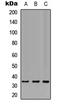 TNFRSF1A Associated Via Death Domain antibody, LS-C358373, Lifespan Biosciences, Western Blot image 