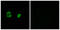 Mitochondrial Ribosomal Protein S22 antibody, LS-C120082, Lifespan Biosciences, Immunofluorescence image 