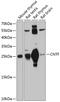 Ciliary Neurotrophic Factor antibody, 14-154, ProSci, Western Blot image 