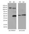 Tripartite Motif Containing 24 antibody, M03258, Boster Biological Technology, Western Blot image 