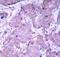 Phosphatase And Tensin Homolog antibody, abx000483, Abbexa, Immunohistochemistry paraffin image 