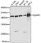 IQ Motif Containing GTPase Activating Protein 1 antibody, A5679, ABclonal Technology, Western Blot image 