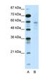 NGFI-A Binding Protein 1 antibody, orb330005, Biorbyt, Western Blot image 