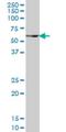 Paired Box 7 antibody, H00005081-M05, Novus Biologicals, Western Blot image 