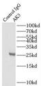 Adenylate Kinase 3 antibody, FNab00246, FineTest, Immunoprecipitation image 