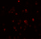 Teratocarcinoma-derived growth factor 1 antibody, 7099, ProSci, Immunofluorescence image 