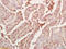 Myostatin antibody, 251651, Abbiotec, Immunohistochemistry paraffin image 