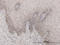 Sin3A Associated Protein 30 antibody, LS-C133578, Lifespan Biosciences, Immunohistochemistry frozen image 