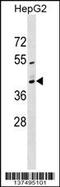 Mitochondrial Ribosomal Protein S2 antibody, 59-224, ProSci, Western Blot image 