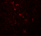 Zinc Finger And BTB Domain Containing 8A antibody, 6129, ProSci, Immunofluorescence image 