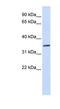 TRNA-YW Synthesizing Protein 5 antibody, NBP1-91415, Novus Biologicals, Western Blot image 