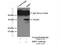 Retinol Binding Protein 7 antibody, 14541-1-AP, Proteintech Group, Immunoprecipitation image 