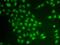 Cryptochrome Circadian Regulator 2 antibody, PA5-77055, Invitrogen Antibodies, Immunofluorescence image 