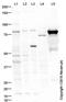 Coagulation Factor II, Thrombin antibody, ab92621, Abcam, Western Blot image 